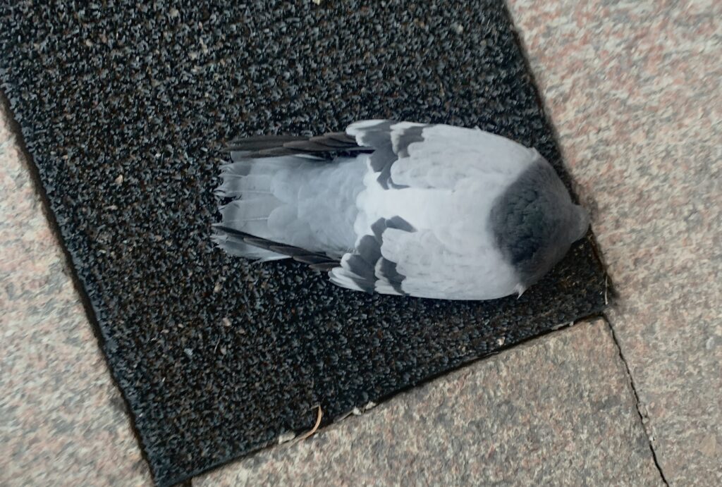 The doves are dying in Åmål city. www,amal,se