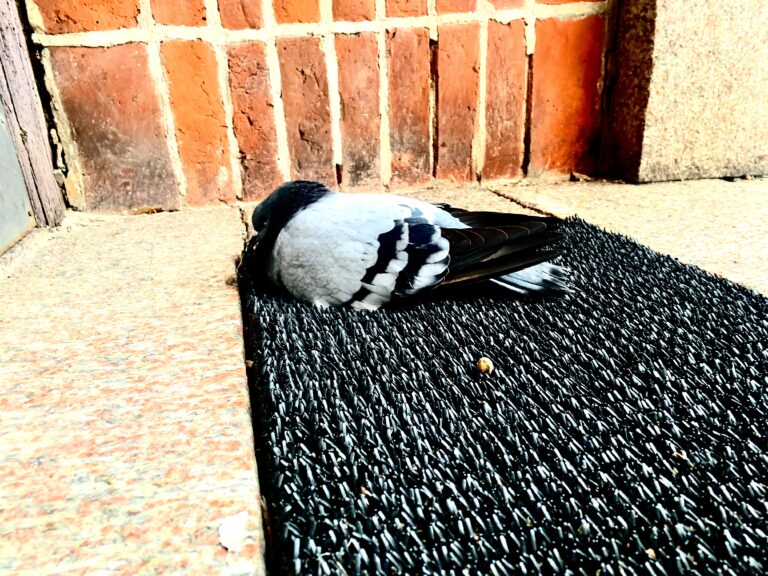 dead DOVES IN the CITY OF ÅMÅL